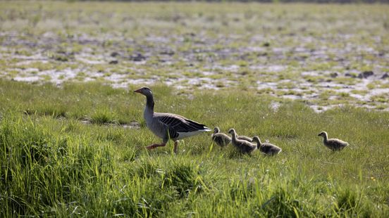 Greylag goose causes millions in wildlife damage in the province