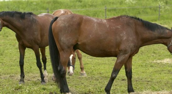 Horse shot in paddock – odd case