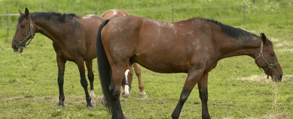 Horse shot in paddock – odd case