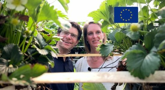 How Jan and Judith grow sweeter strawberries with a layer