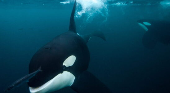 Orcas have sunk another boat in the Mediterranean We finally