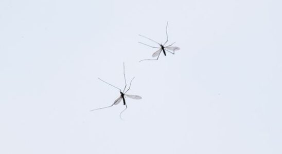 Possible mosquito plague they come out of the water fly