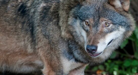 Protective hunting of wolves in Gavleborg