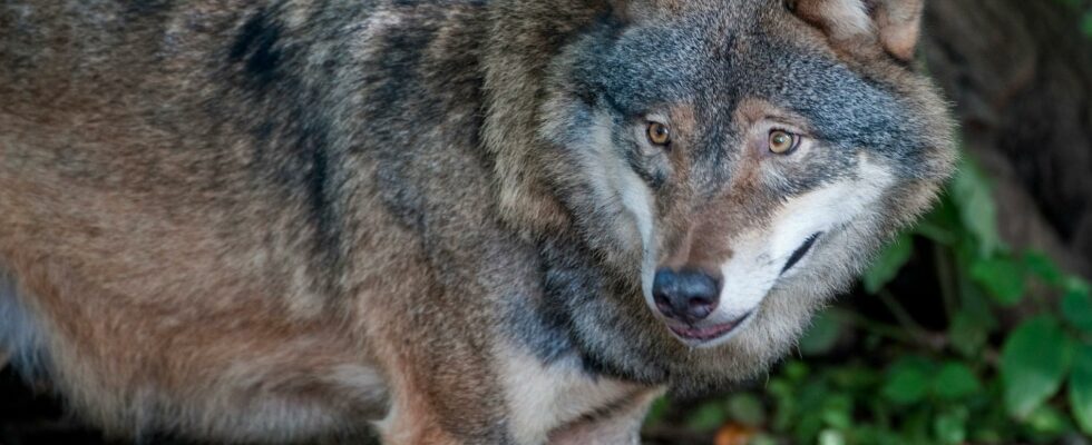 Protective hunting of wolves in Gavleborg