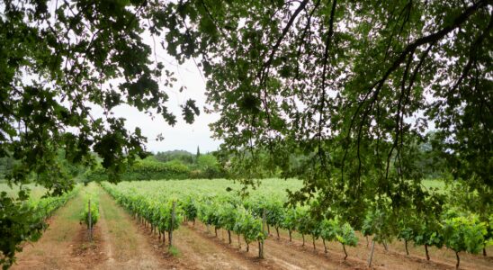 Provence sees life in pink and green – LExpress