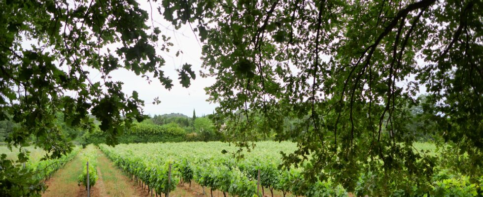 Provence sees life in pink and green – LExpress