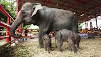 Rare twin elephants were born in Thailand News in