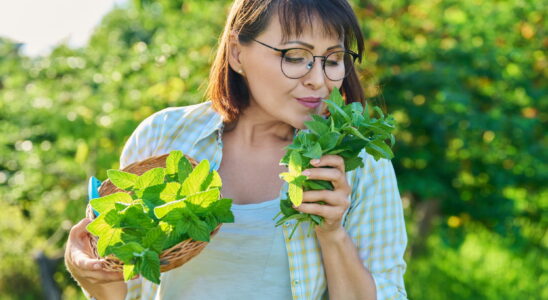 Sedative this aromatic summer herb allows you to fall asleep