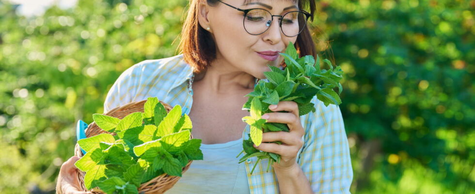 Sedative this aromatic summer herb allows you to fall asleep