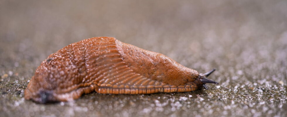 Slugs also pose a threat to your car why