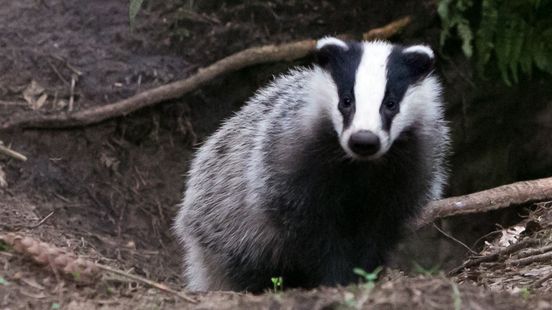 Soest has never paid the fine for destroying badger areas