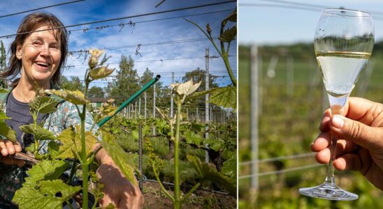 Southern Europes wine farmers flee to the north