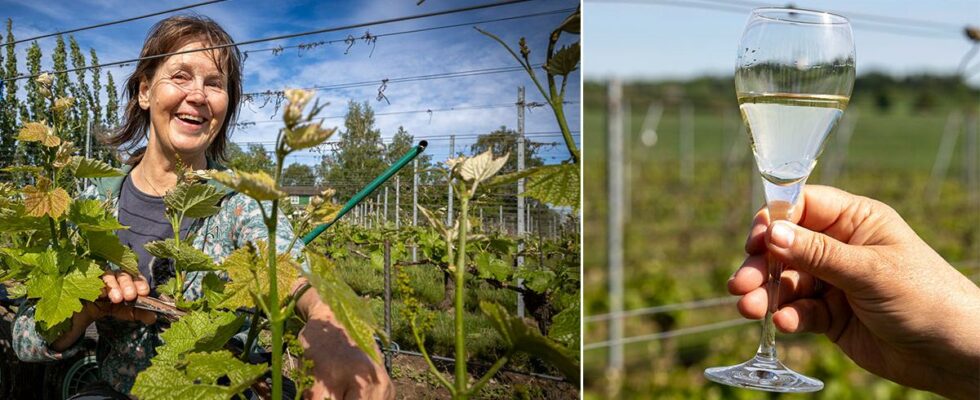 Southern Europes wine farmers flee to the north