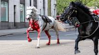 The bloody horses that ran away in London were taken