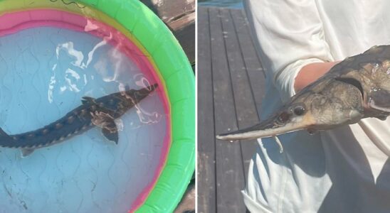 The children found a protected sturgeon on Galo