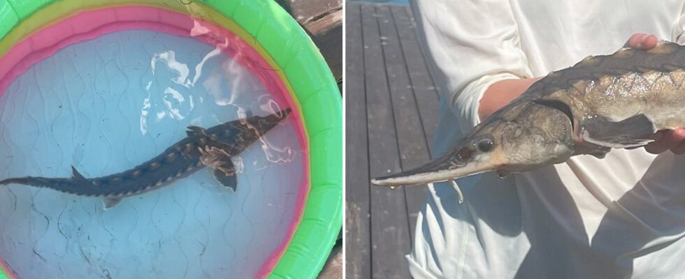 The children found a protected sturgeon on Galo