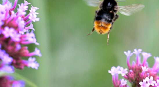 The hum of bumblebees and the chirping of birds at