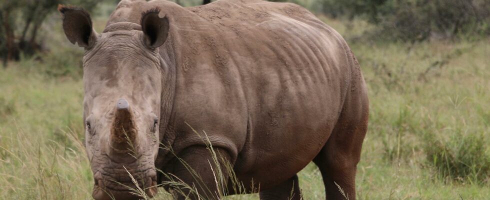 The weapon against the poachers Radioactive horns