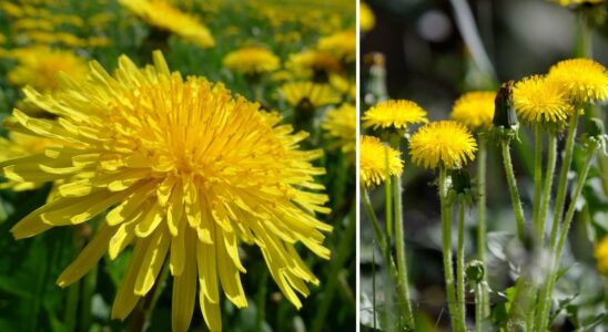 Therefore you should leave the dandelions in the grass