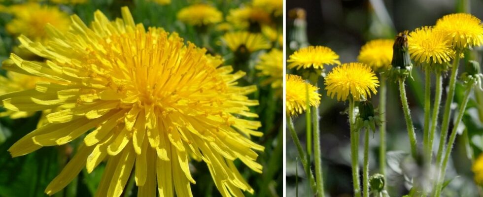 Therefore you should leave the dandelions in the grass