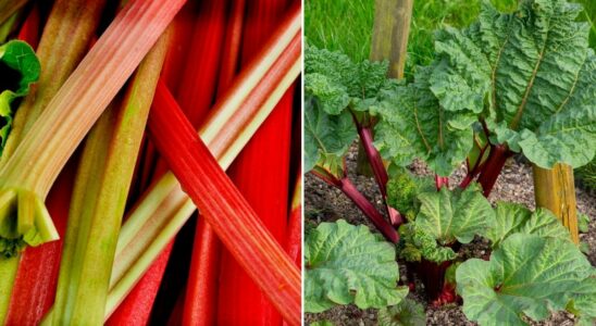 Therefore you should never pick rhubarb directly after midsummer