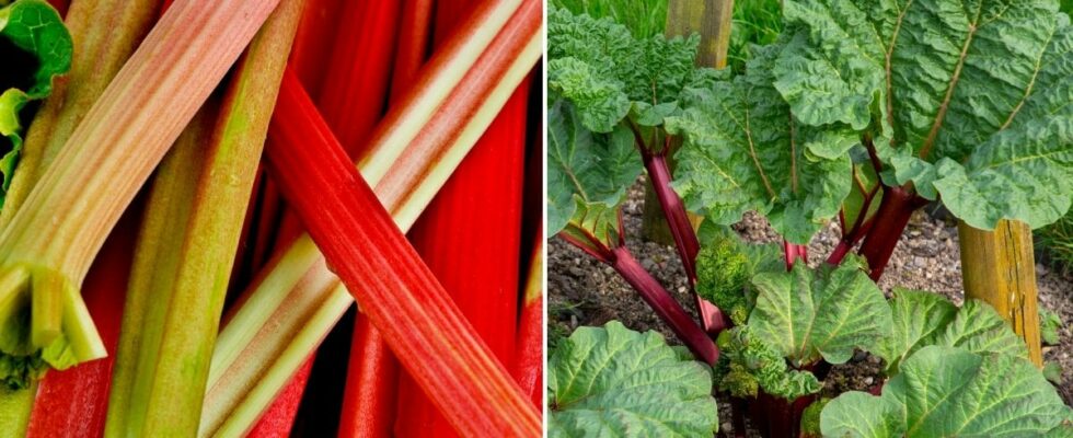 Therefore you should never pick rhubarb directly after midsummer