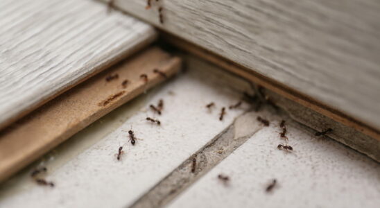 This Homemade Spray Keeps Ants Away for Weeks – Just