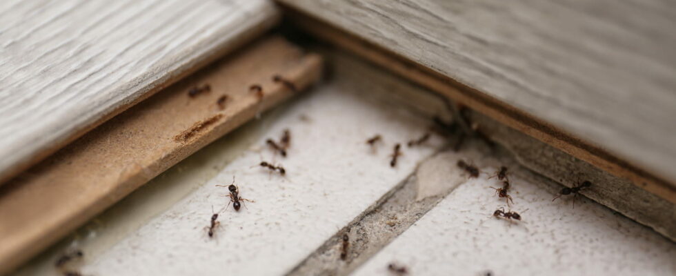 This Homemade Spray Keeps Ants Away for Weeks – Just