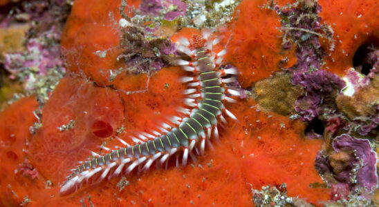 This giant worm is spreading on Mediterranean beaches it is