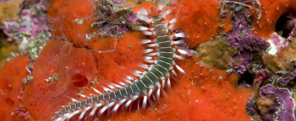 This giant worm is spreading on Mediterranean beaches it is