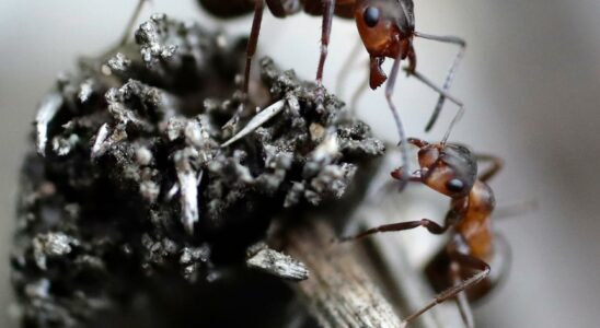 This is how ants talked 100 million years ago