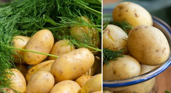 This is how you cook your new potatoes to perfection