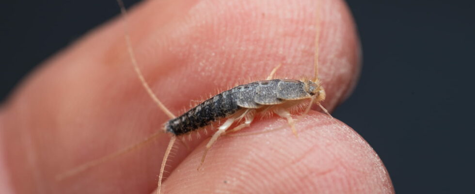 This little beast is colonizing your bathroom here is