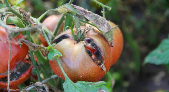 This product well known to gardeners protects your tomato plants