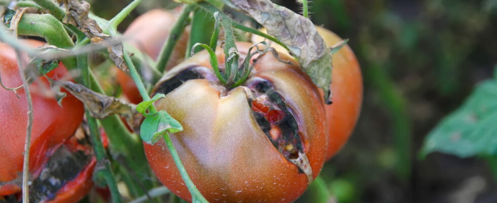 This product well known to gardeners protects your tomato plants