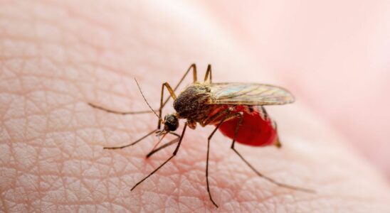 Three natural and affordable tips to scare away mosquitoes