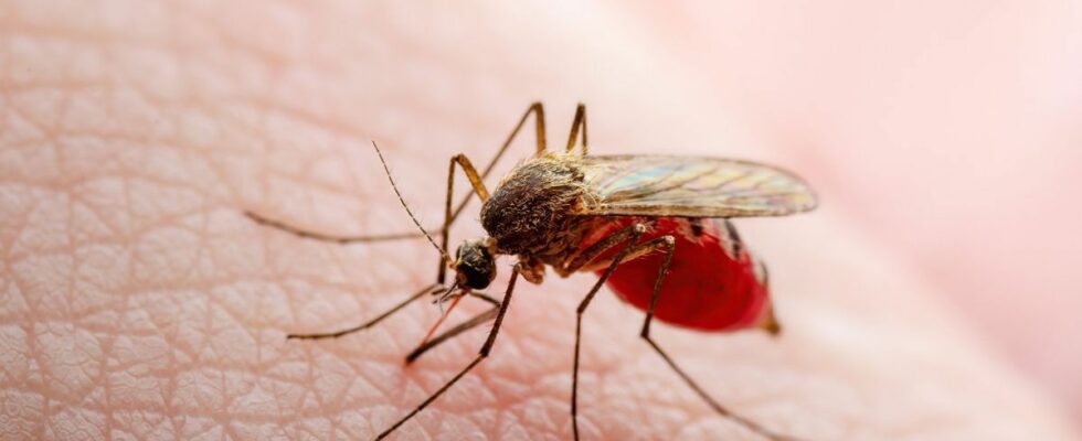 Three natural and affordable tips to scare away mosquitoes