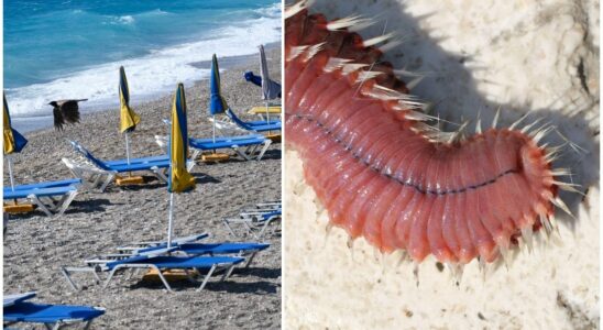 Tourists warned of flesh eating sea worms Burning pain