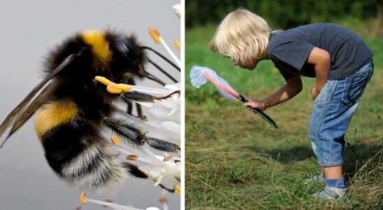 Urgent situation for the bumblebee now the Swedes are