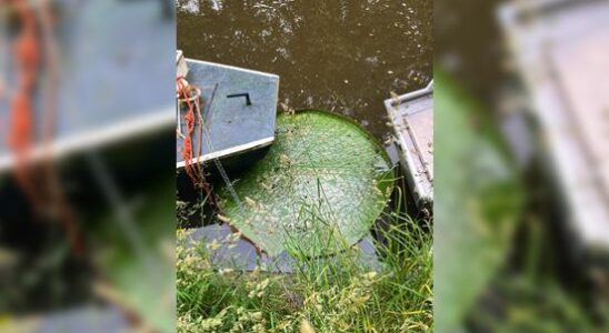 Where does the giant lily in the Utrecht canal come