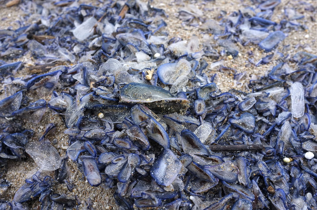 1720590322 723 Dozens of beaches in France are already invaded by jellyfish