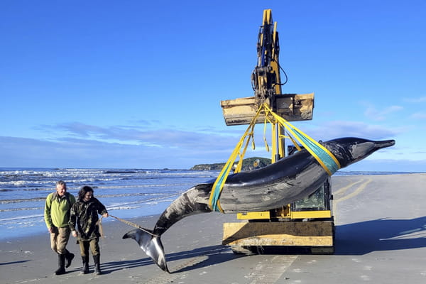 1722079180 725 Worlds rarest and most mysterious whale found washed up on