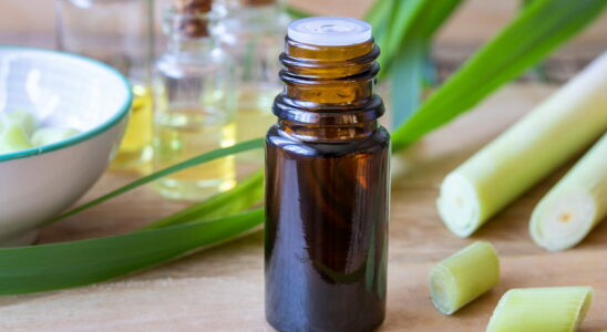 4 Essential Oils to Soothe Mosquito Bites