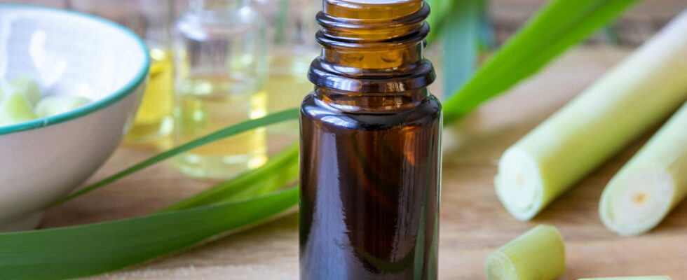 4 Essential Oils to Soothe Mosquito Bites