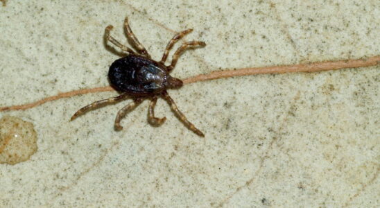 A mite carrying a dangerous virus identified in 11 tourist