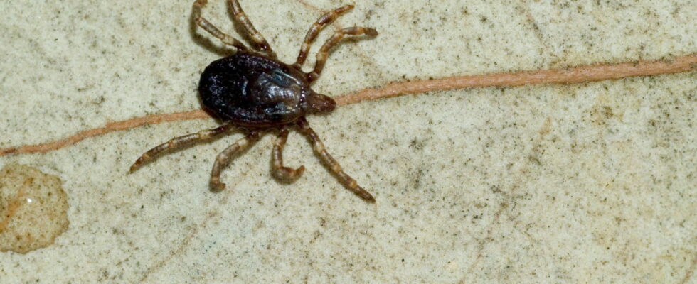 A mite carrying a dangerous virus identified in 11 tourist