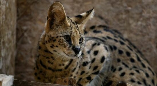 Animal ambulance catches second serval with chicken leg