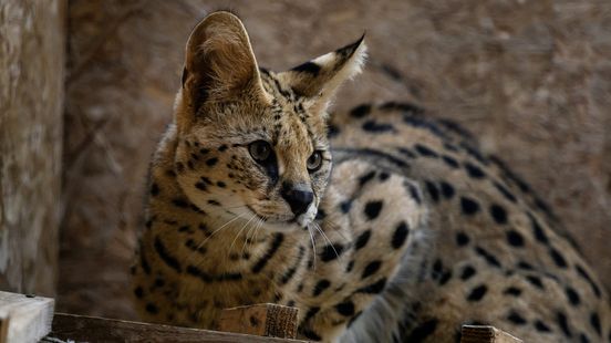 Animal ambulance catches second serval with chicken leg