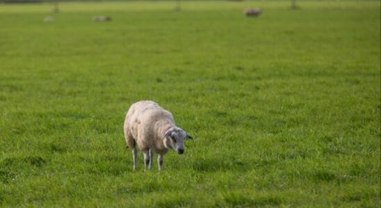 Bluetongue virus infection in province Resurgence fits the time of