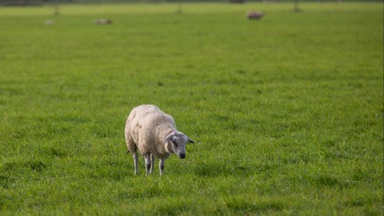 Bluetongue virus infection in province Resurgence fits the time of